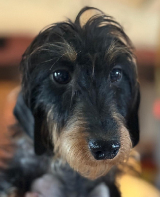 Étalon Teckel poil dur - Uraya de la Garenne en Hurepoix