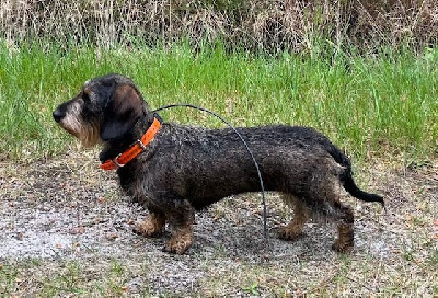 Étalon Teckel poil dur - Tiana De La Vallée De L'Eau Bourde