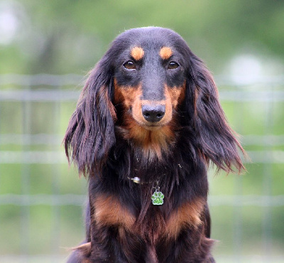 Étalon Teckel poil long - Vérone Du Domaine D'ohcumgache