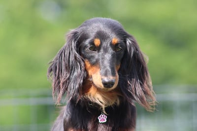 Étalon Teckel poil long - Venise Du Domaine D'ohcumgache