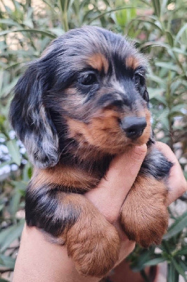 Étalon Teckel poil long - L valleydachs