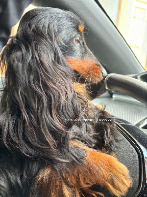 Étalon Teckel poil long - slavental Berill