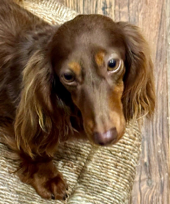 Étalon Teckel poil long - Ula-hoop Des Sept Sacres