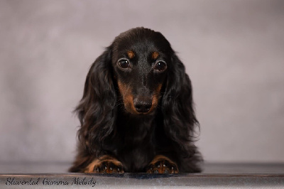 Étalon Teckel poil long - slavental Gamma melody