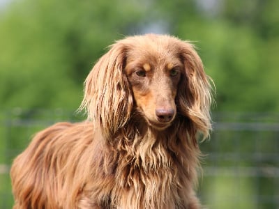 Étalon Teckel poil long - Littl Fut Dansing in the dark dimitri