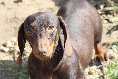 Étalon Teckel poil ras - Uriell de l'air salin