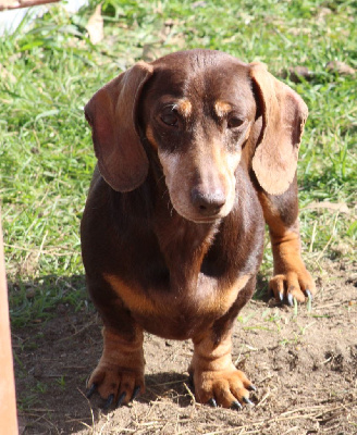 Étalon Teckel poil ras - Ilex Auréu's Rvanjee