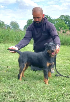 Étalon Terrier de chasse allemand - Vaillant Des Petites Voix Vaillantes