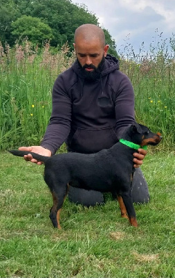 Étalon Terrier de chasse allemand - VÉgas Des Petites Voix Vaillantes