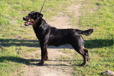 Étalon Terrier de chasse allemand - Usée de l'écho Des Charbonniers