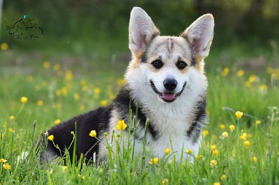 Étalon Welsh Corgi Pembroke - Eli's Farm Umbria