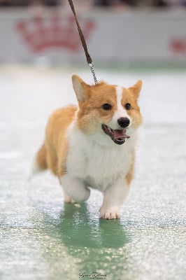 Étalon Welsh Corgi Pembroke - Blaze of glory o' palatinate pixies