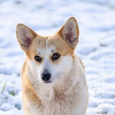 Étalon Welsh Corgi Pembroke - Unreal miracle iz gvardii corgos