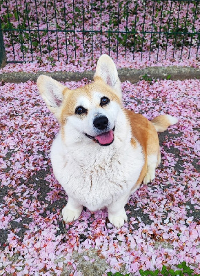 Étalon Welsh Corgi Pembroke - Olaska De la vallée des noyeres