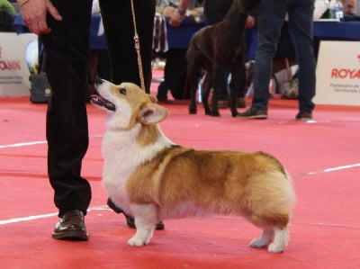 Étalon Welsh Corgi Pembroke - Vip du clos d'Arlequin