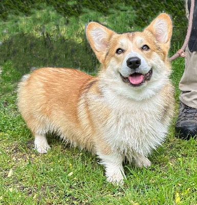 Étalon Welsh Corgi Pembroke - Opus Grande Arundel