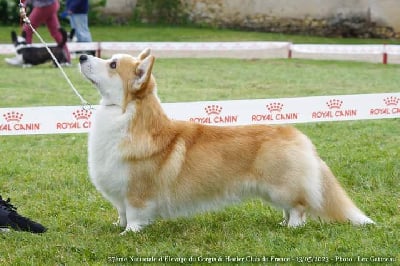 CH. Born to be your eagle has landed Des Tommyknockers