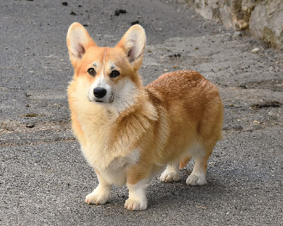Étalon Welsh Corgi Pembroke - Violette De La Folle Emprise