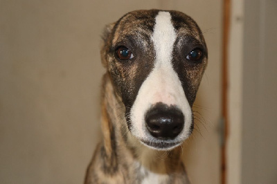 Étalon Whippet - Uryo von Hoëhenzoller