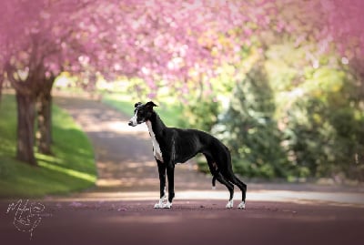 Étalon Whippet - Viana Du Domaine D'Hémya