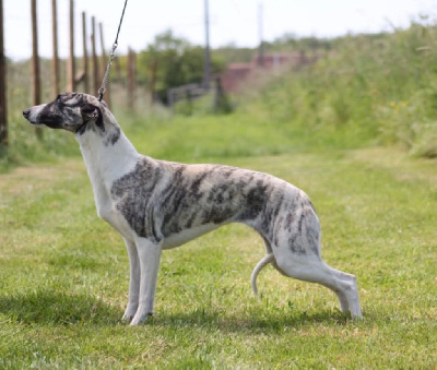Étalon Whippet - Tamara flawless queen Des Alizes De Maelynn