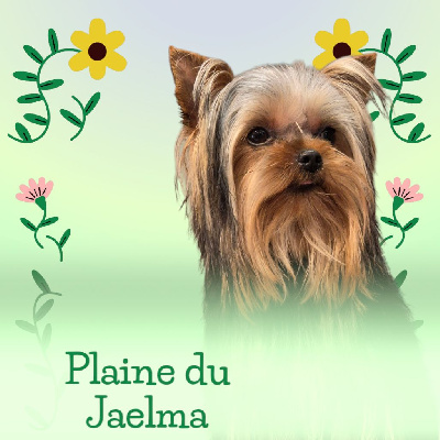 Étalon Yorkshire Terrier - Vinnie du royaume d'Inès