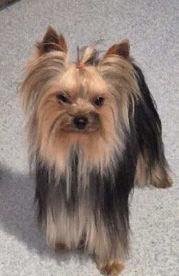 Étalon Yorkshire Terrier - Vasko Du Val De Clavernau