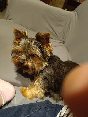 Étalon Yorkshire Terrier - Upsa du clos d'Astepha