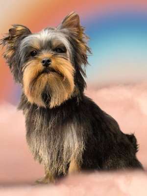 Étalon Yorkshire Terrier - Van gogh du Domaine des Chouettes Enchantées