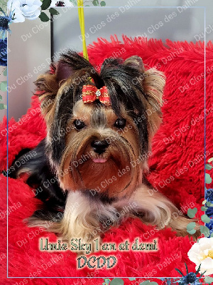 Étalon Yorkshire Terrier - Umie sky Du Clos Des Dalhia