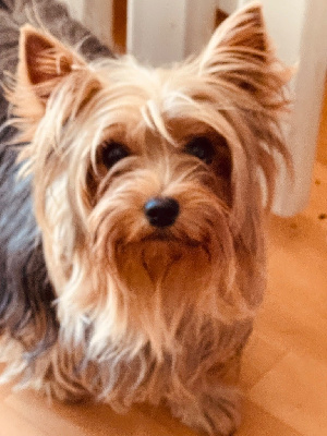 Étalon Yorkshire Terrier - Unaya de l arche d or