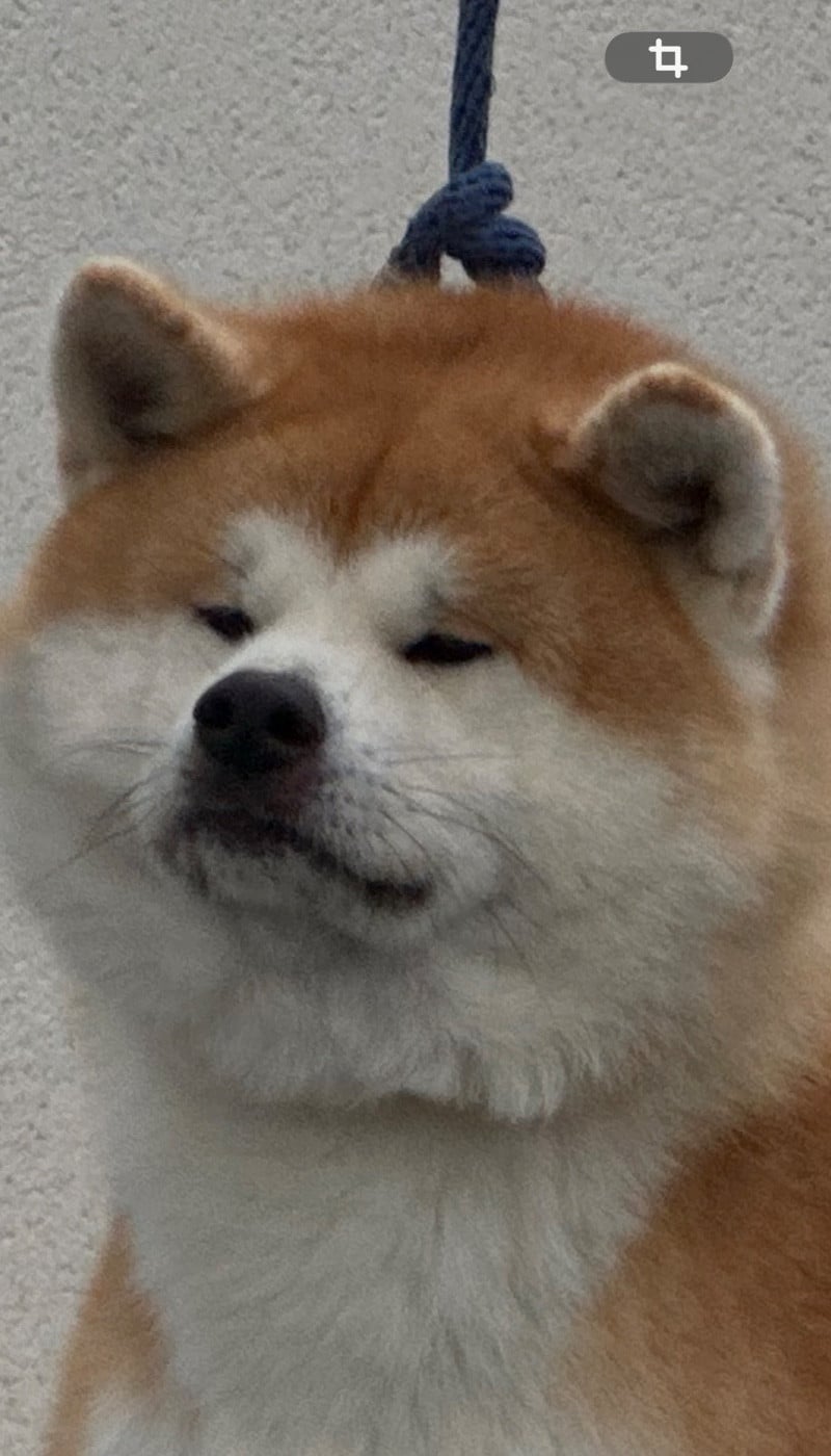 Katsunori - go senshi -shima