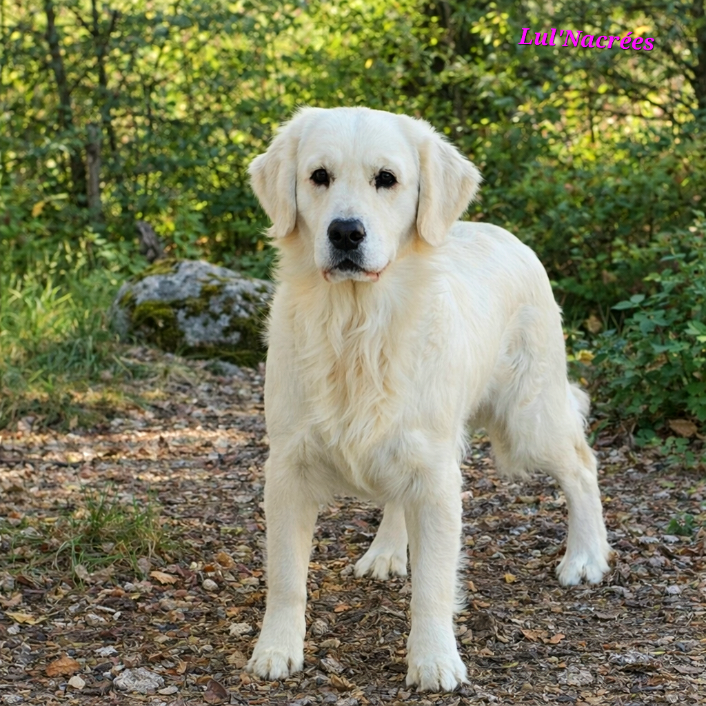 Publication : Lul'nacrees Auteur : elevage lul nacrees