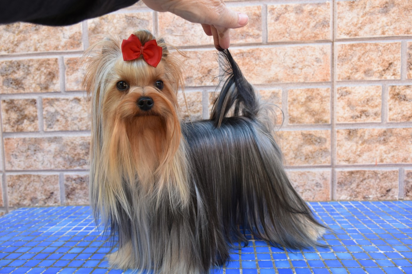 Publication : Horfeo's