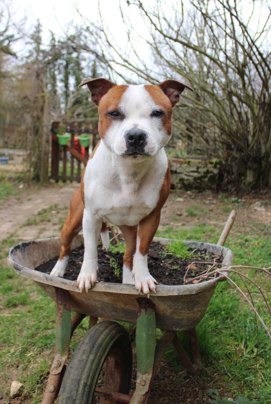 Publication : Des Disciples De Goliath 