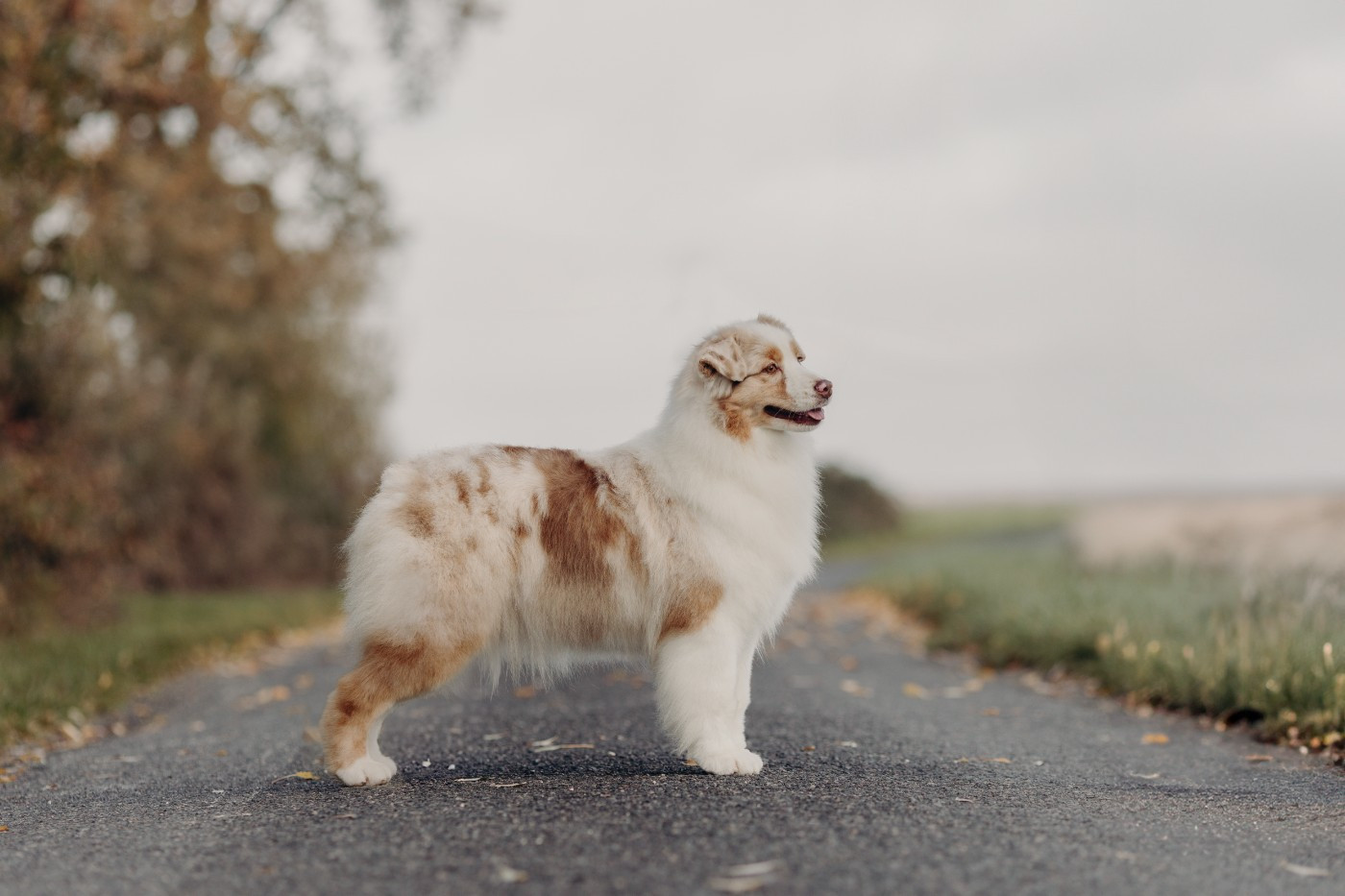 Publication : De La Vallée D'eska