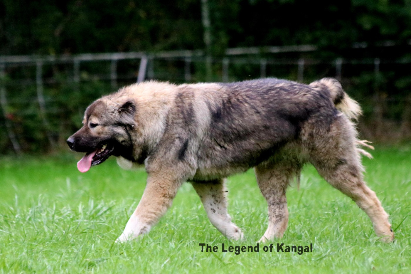 Publication : The Legend Of Kangal 