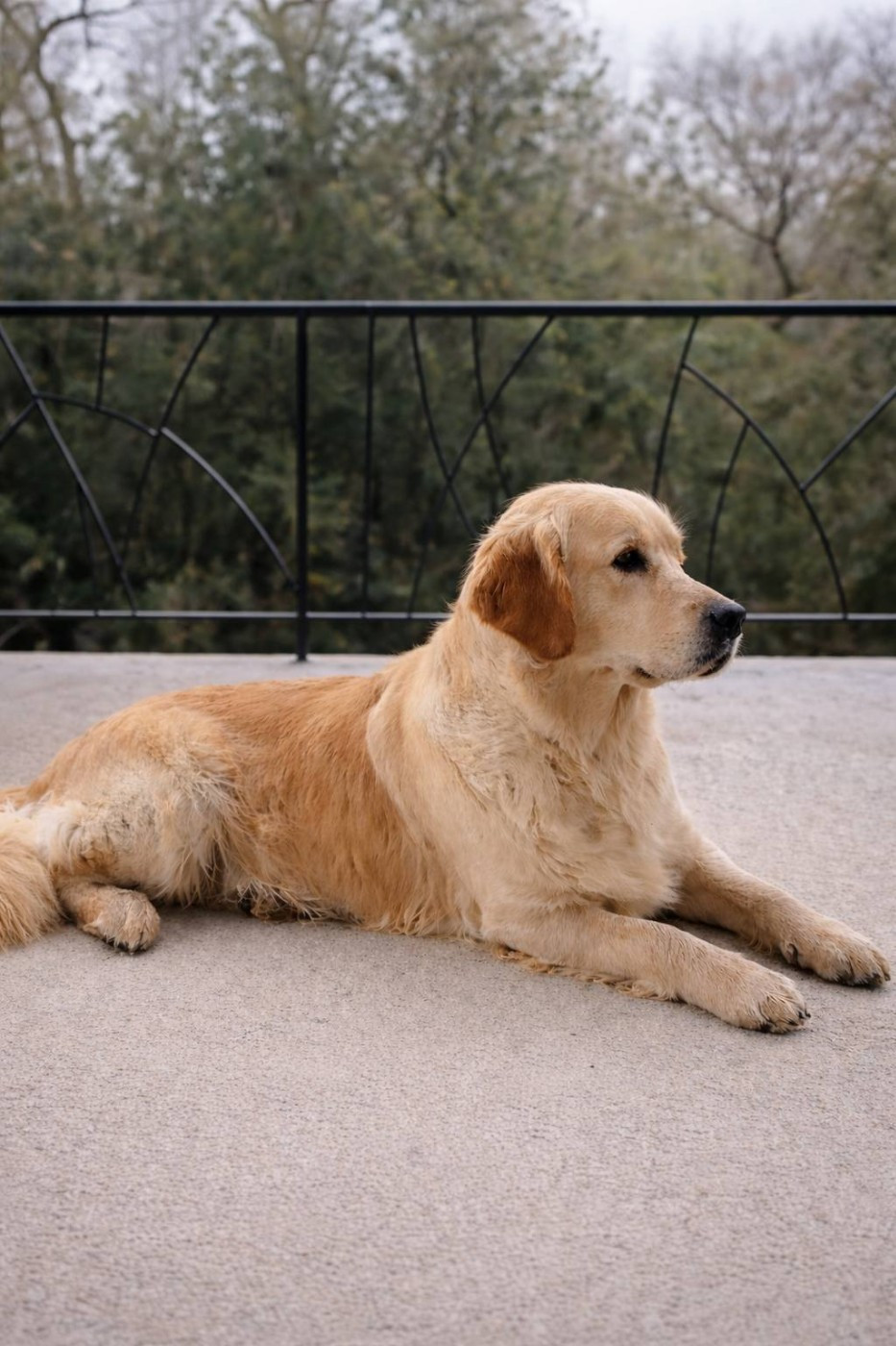 Publication : goldamour