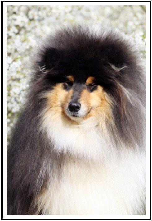 Publication : du bois des amazones Auteur : du Bois des Amazones