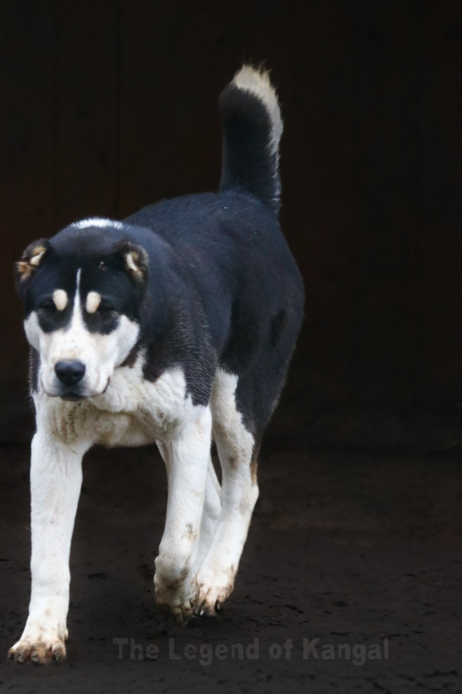 Publication : The Legend Of Kangal 