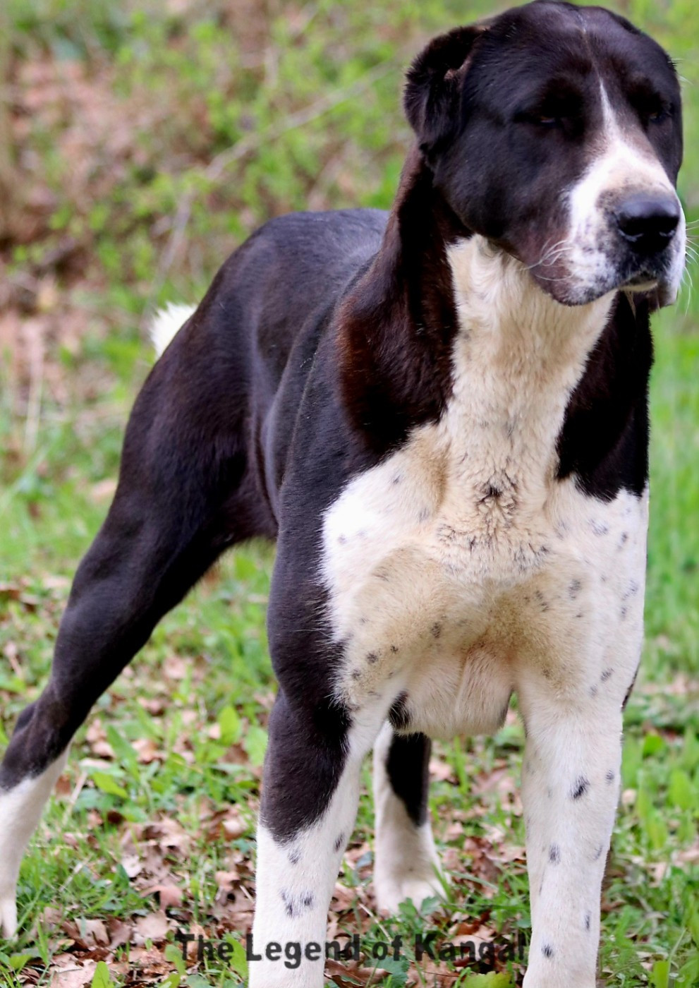 Publication : The Legend Of Kangal 