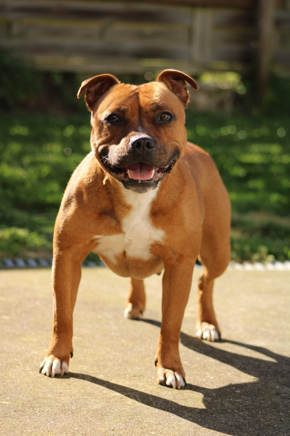 Utopia dit kiara Select Of Dream