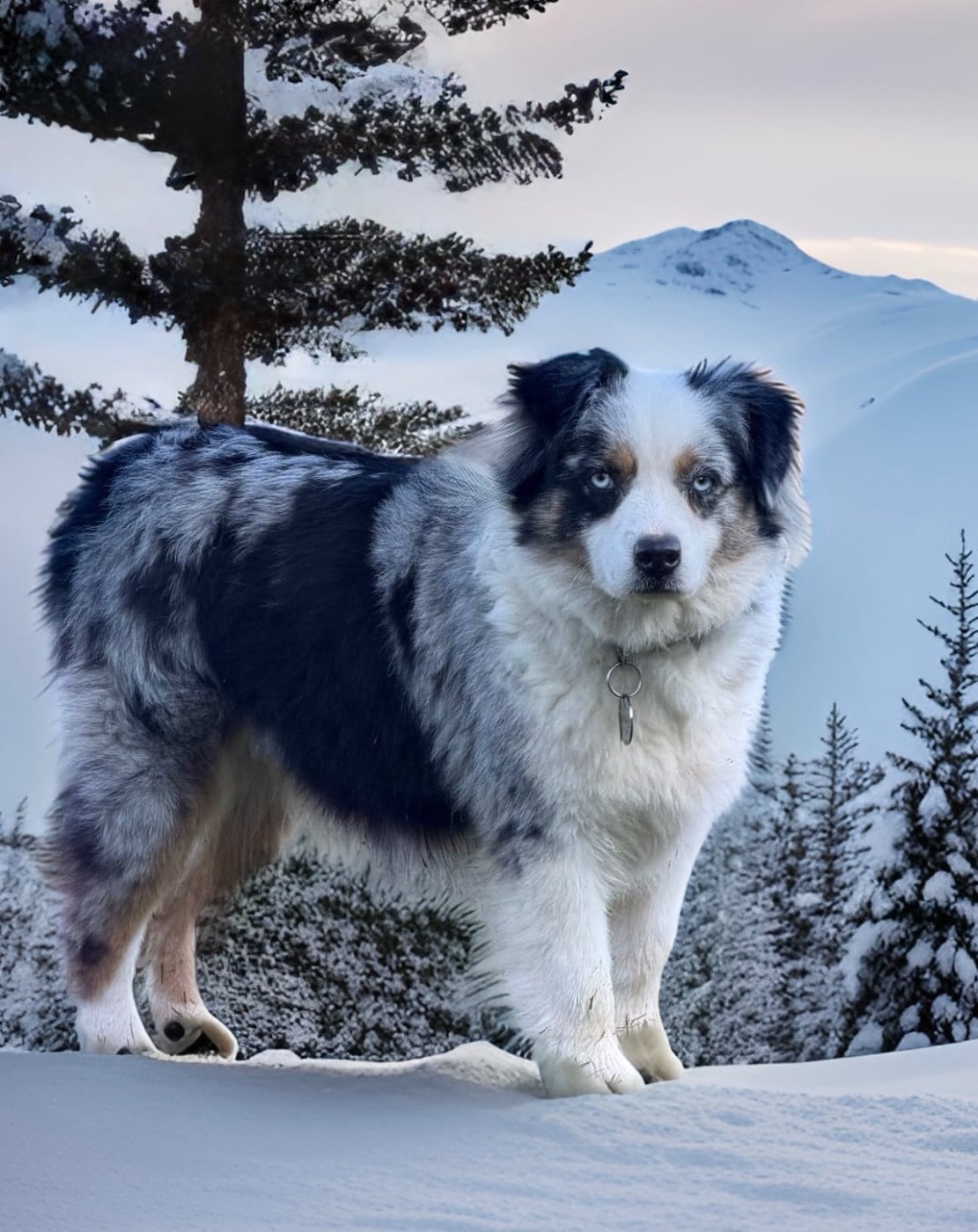 Chelsea - siana (Sans Affixe)