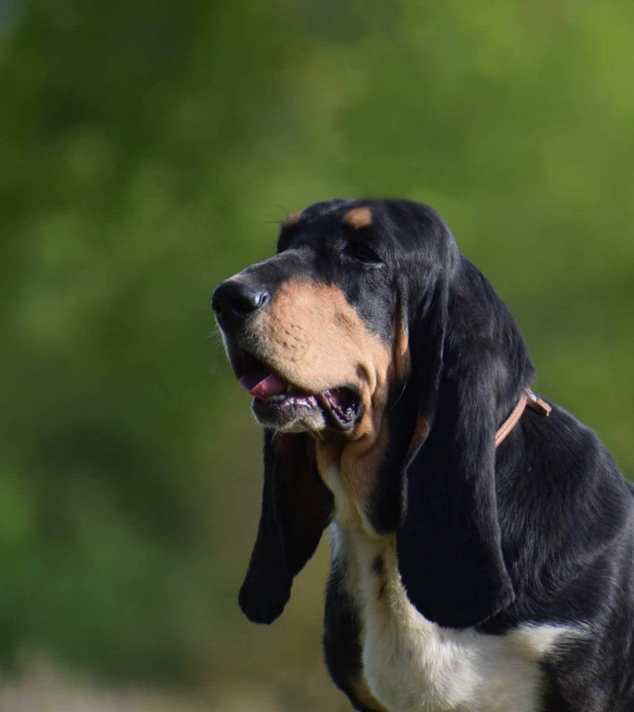 u- WASABI des Cotes de la Saunade