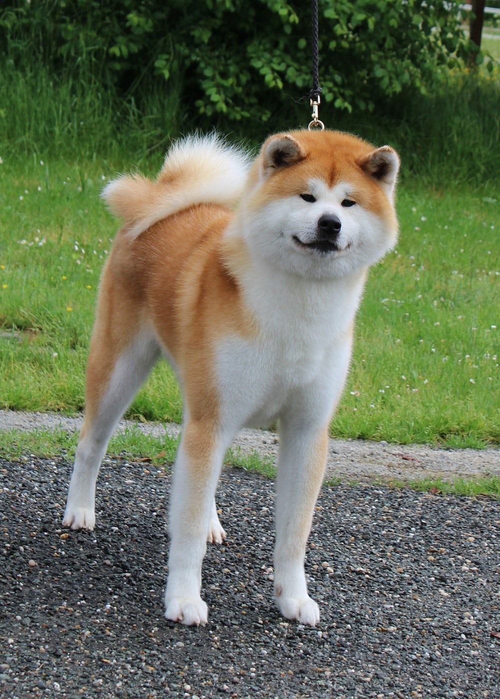 Katsunori go Senshi Shimai