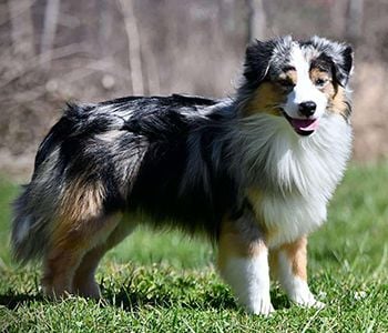 Publication : Des Minis Monts Bleus 