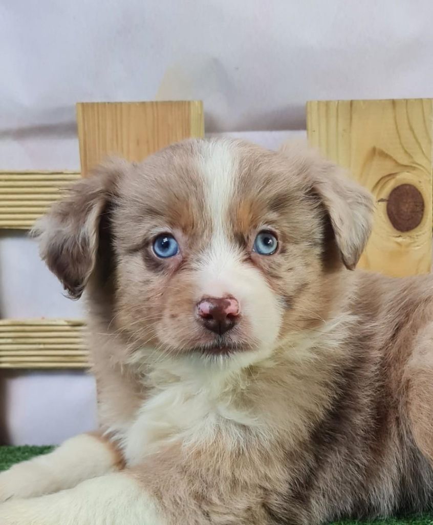 Publication : du mont de la chenaie 