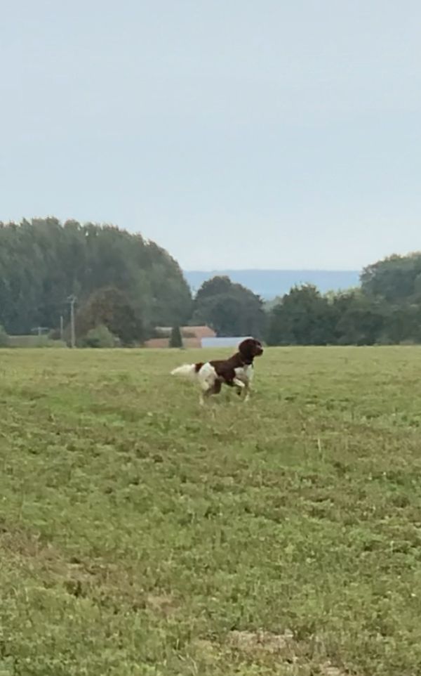 Publication : Du champ lien Auteur : chatelot michel