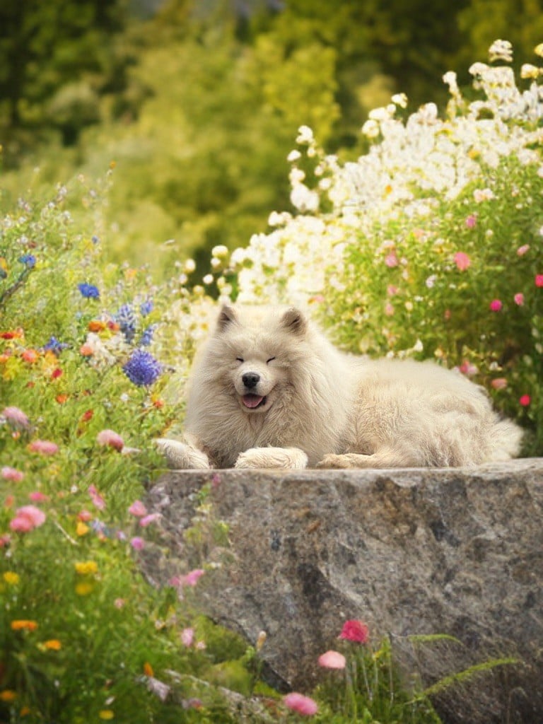 Publication : Des Délices De Salhac Auteur : Moi