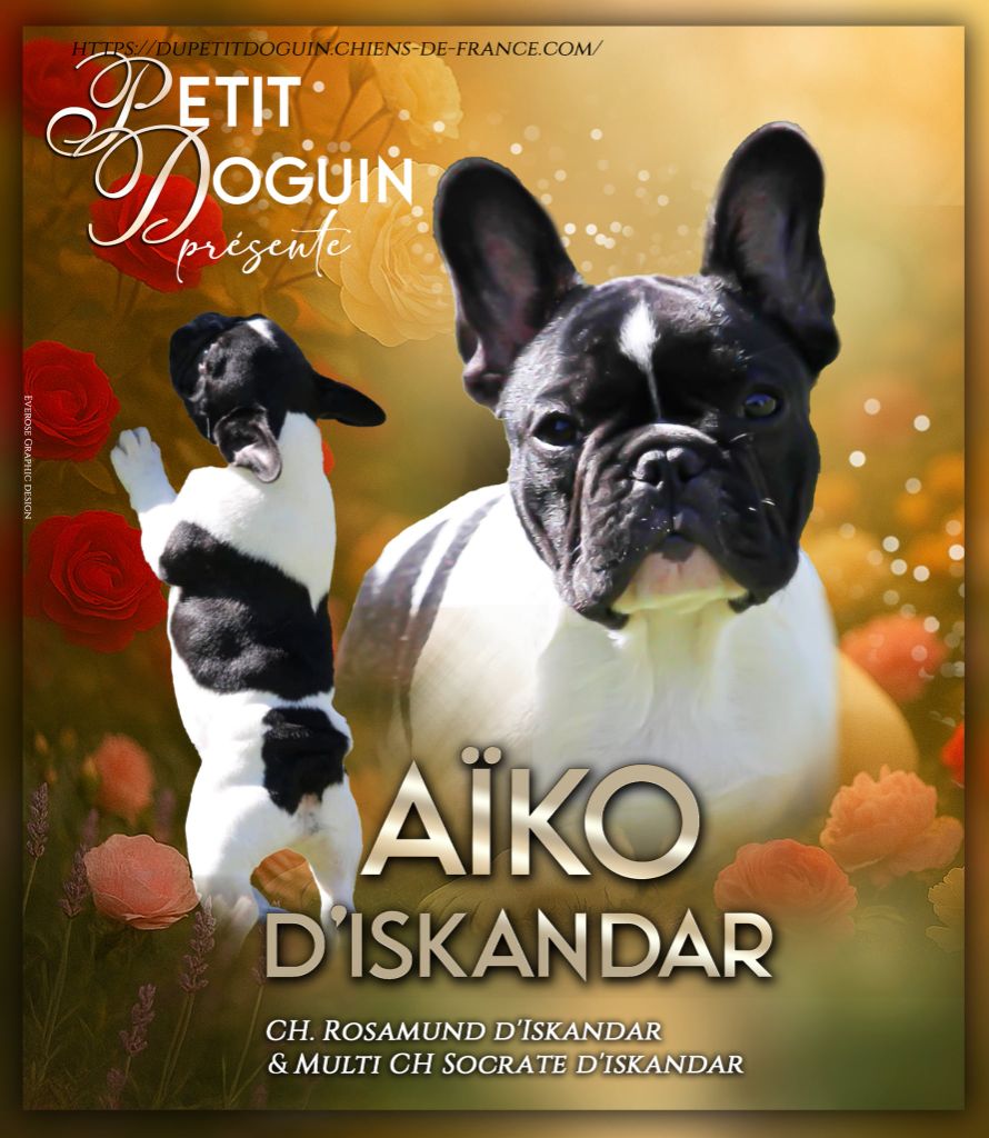 Publication : Du Petit Doguin Auteur : Du Petit Doguin 